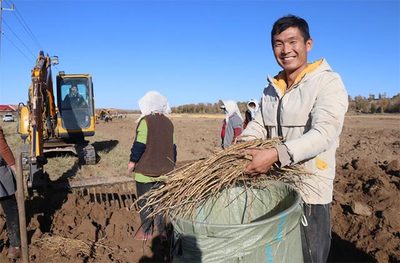 内蒙古敖汉旗 种植中药材 开出“致富方”