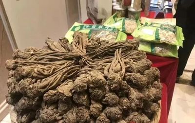 千年药乡上央视，岷县当归出国门——地产中草药的国际化之路