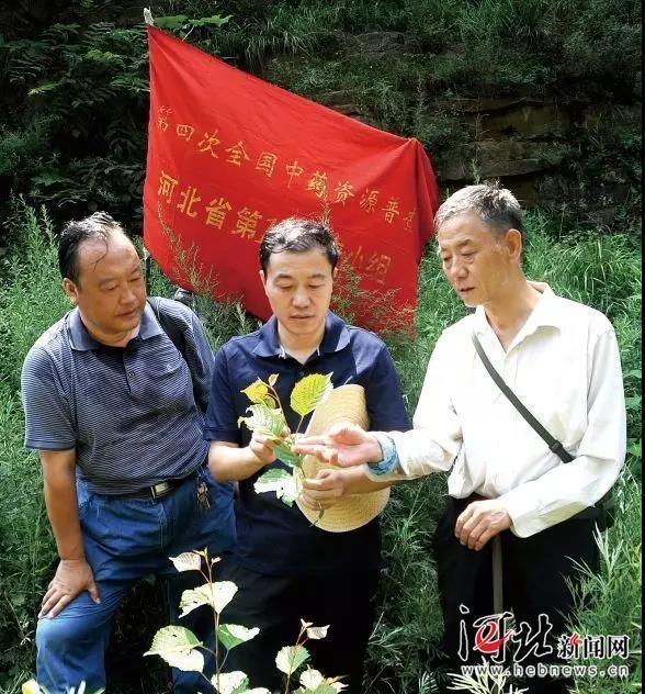 填补空白！《河北省本草图鉴》出版发行 地产中草药从此有了“全景档案”