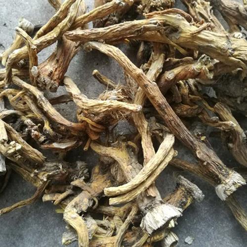 秦艽 云南地产药材中的祛风湿要药