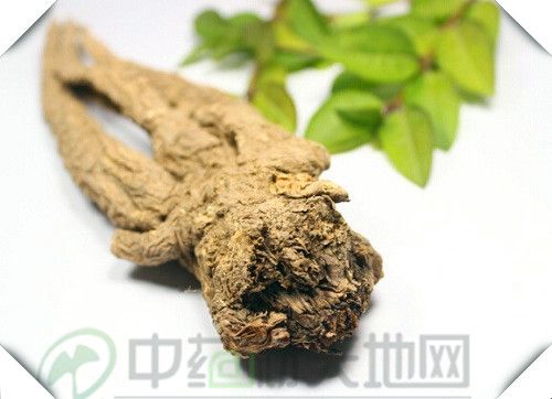 甘肃省地产中药材盘点 陇原大地的中草药宝库